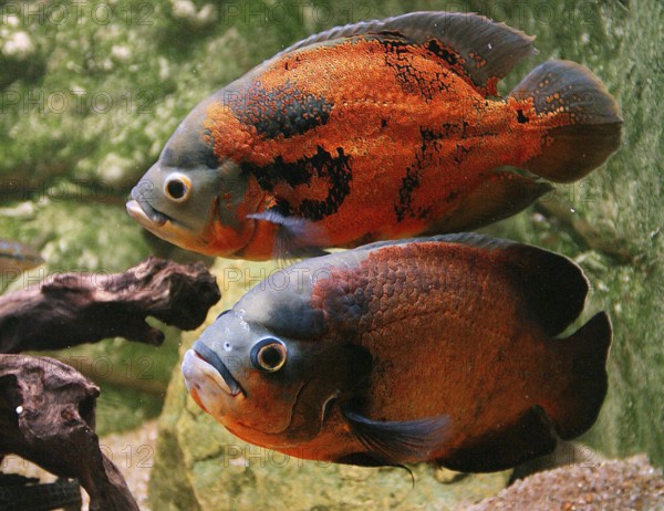 TIGER OSCAR (astronotus ocellatus) FISH, CICHLID OF SOUTH AMERICA