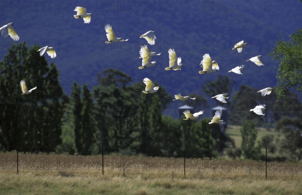 Lesser yellow-crested cockatoo (cacatua sulphurea), group in flight, Australia, Oceania