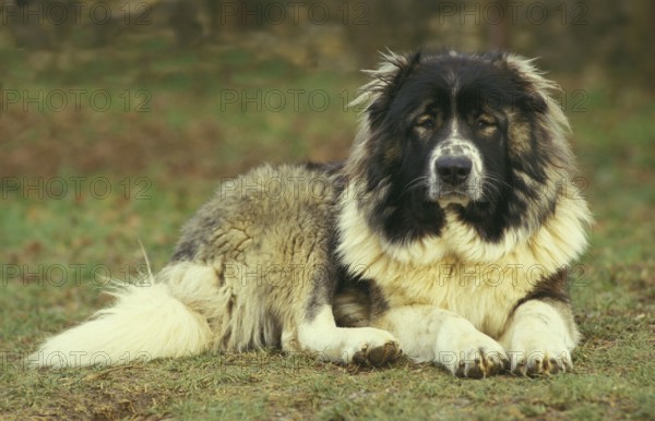Caucasian Shepherd Dog, breed from Russia