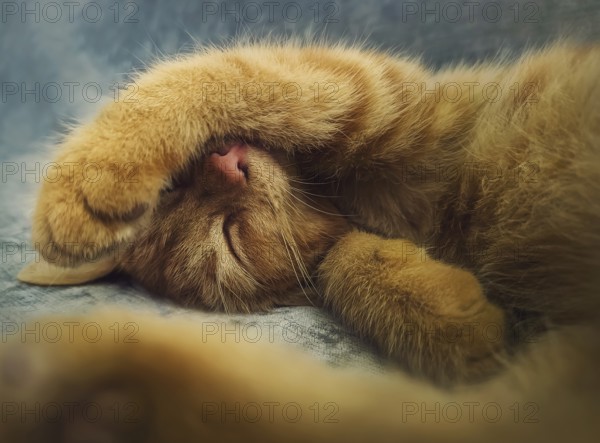 Sleepy orange kitten takes a nap indoors on the sofa. Little ginger cat sleeping tight in a cute