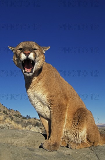 COUGAR (puma concolor), ADULT STANDING ON ROCK, SNARLING, MONTANA