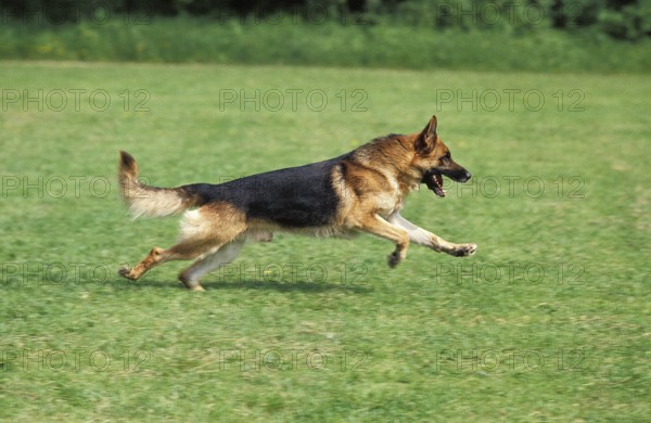 GERMAN SHEPHERD DOG, ADULT RUNNING ON GRASS