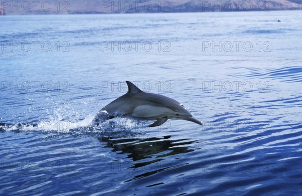Common Dolphin (delphinus delphis), Adult Leaping, Mexico, Central America