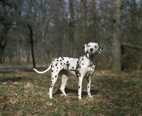 Dalmatian Dog, Adult