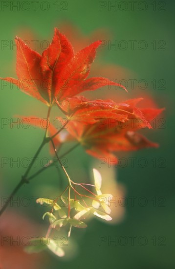 Maple, leaves and fruits (Acer palmatum atropurureum), red-leaved fan maple, leaves and fruits,