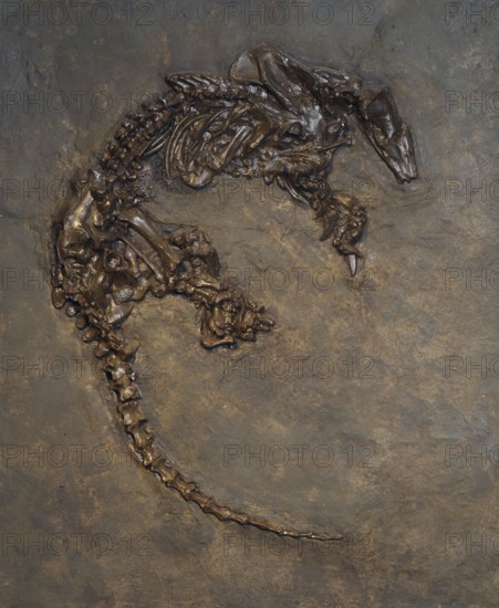 Anteater fossil, Mine Messel, Hesse, Germany (Eurotamandua joresi), UNESCO World Heritage natural