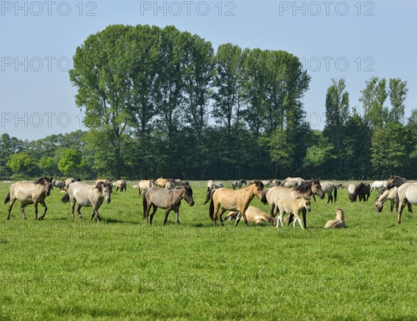 Wild horses of Dülmen, herd with foals, nature reserve Merfelder Bruch in Dülmen, Münsterland,