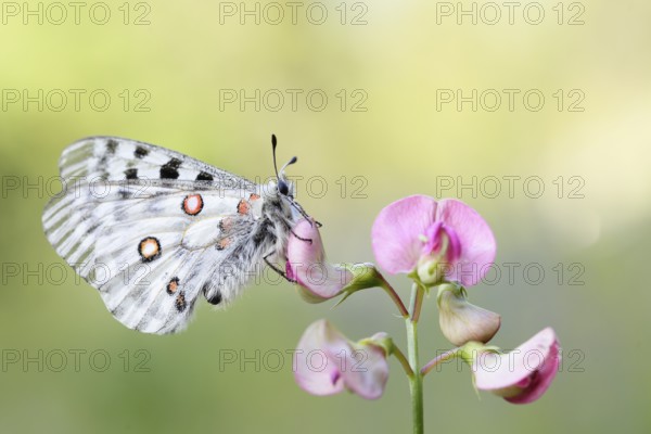 Apollo Butterfly (Parnassius apollo), Tyrolean Oberland, Tyrol, Austria, Europe
