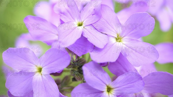 Close-up of vibrant purple flowers (Phlox) with a soft green background, showcasing delicate petals