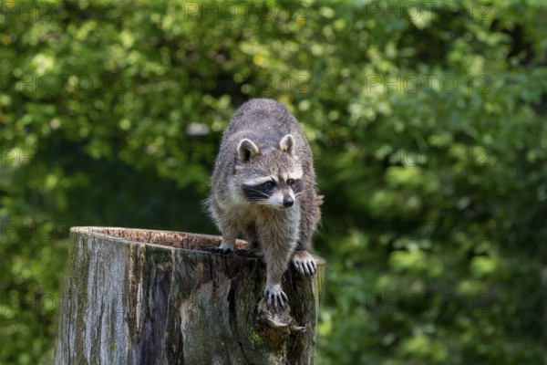 The raccoon on the park