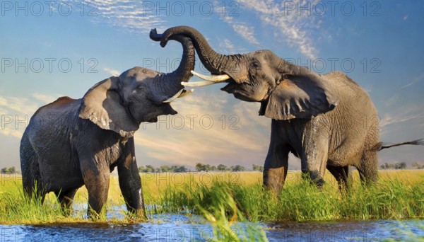 AI generated, animal, animals, mammal, mammals, biotope, habitat, two, fight, bulls, fight,