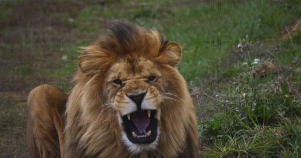 African Lion (panthera leo), Male snarling