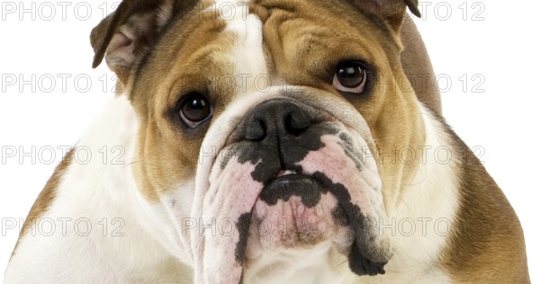 English Bulldog, Female against White Background