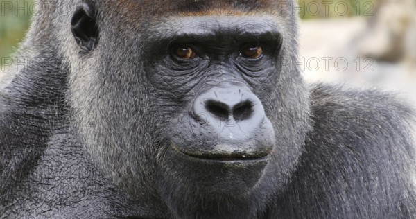 Eastern Lowland Gorilla (gorilla gorilla) graueri, Portrait of Male