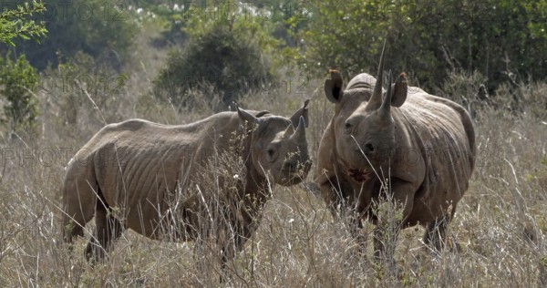 Black Rhinoceros (diceros bicornis), Female with Calf, Masai Mara Park in Kenya