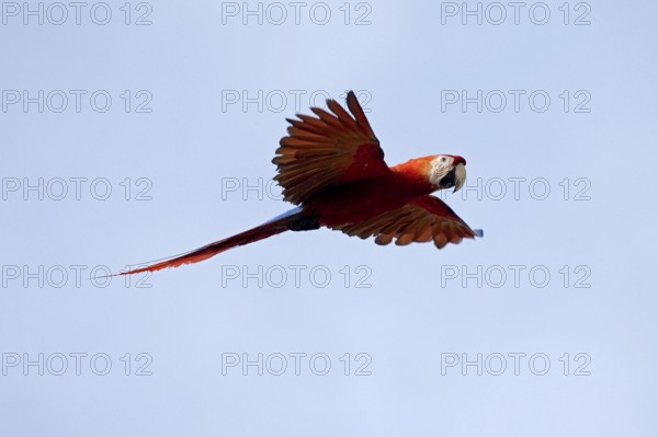 SCARLET MACAW (ara macao), ADULT IN FLIGHT, LOS LIANOS IN VENEZUELA