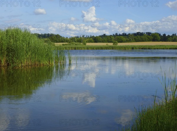 Near Maulbronn, Roßweiher in summer, reeds at the pond