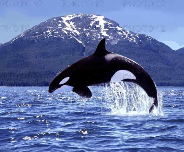 Killer Whale (orcinus orca), Adult Leaping, Canada, North America