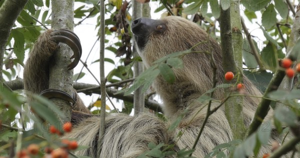 Two Toed Sloth (choloepus didactylus), Adult Hanging from Branch