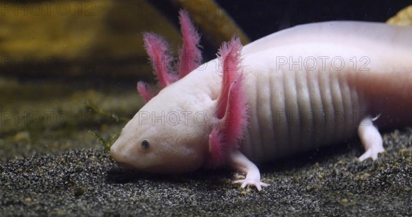 Axolotl (ambystoma mexicanum)