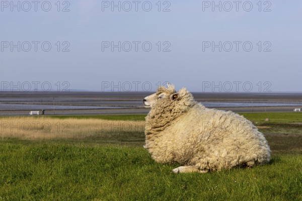 Sheep on the dyke and low tide in the background at the Dockkoogspitze bathing beach, Dockkoog,