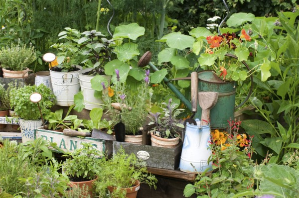 Garden with herbs