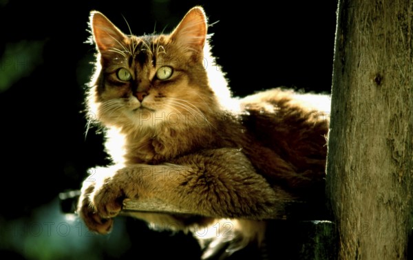 Somali cat