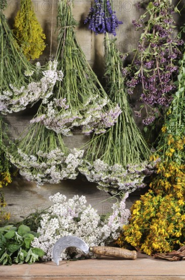 Herbs hung up to dry, St. John's wort, yarrow, mint, lemon balm, bedstraw (Hypericum perforatum)