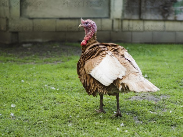 Side view turkey staying grass