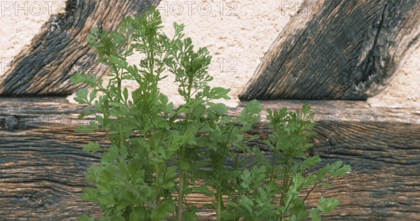 Coriander (Coriandrum sativum), Normandy
