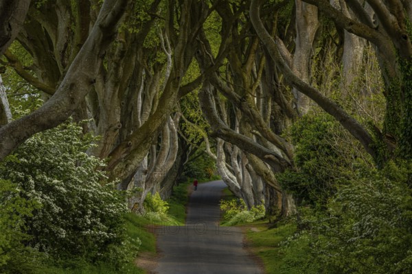 The Dark Hedges, Northern Ireland, UK