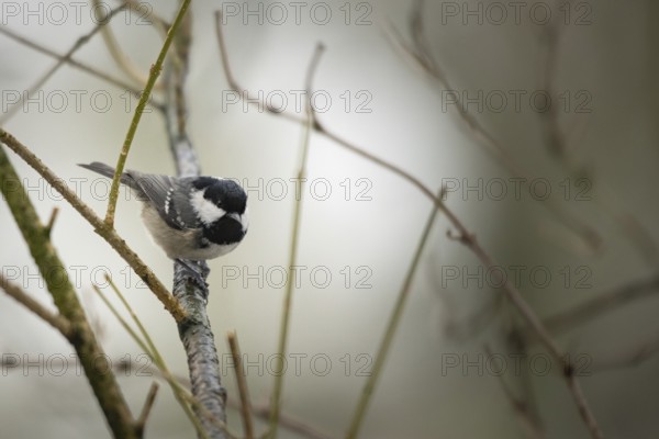 Coal Tit (Periparus ater), on a winter barren branch, Hamburg, Germany, Europe