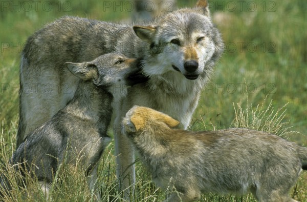 European Wolf (canis lupus), Mother and Cub