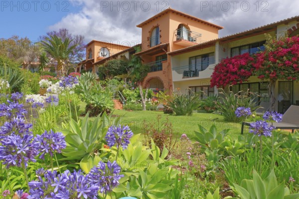 Lilies of the nile (Agapanthus) Bouganvillia, park, Hotel Quinta Splendida, Caniço, Madeira
