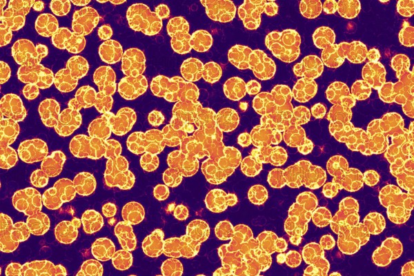 Fake microorganisms. microbiology. Bacteria, cells, viruses, germs, microorganisms