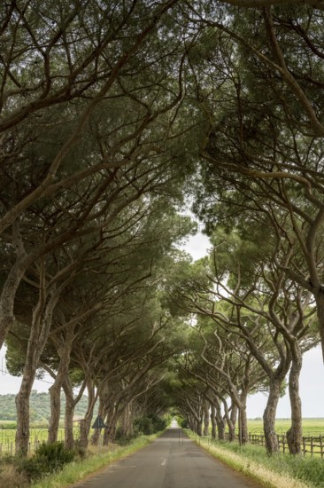 Avenue of pines on a country road, Grosseto province, Tuscany, Italy, Europe