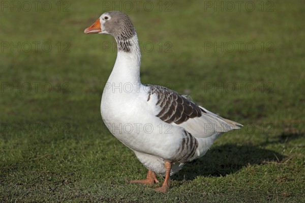 Norman domestic goose, a French breed from Normandy, female