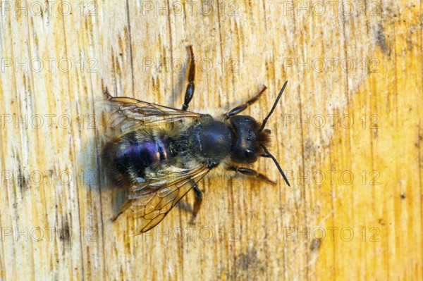 Heriades truncorum (Heriades truncorum), bee, bees, Hamburg, Germany, Europe