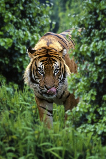 Sumatran tiger (Panthera tigris sumatrae), licking its mouth