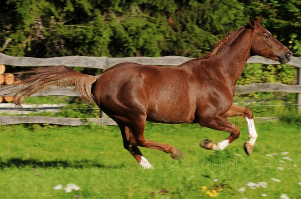Zweibrücker, German Warmblood, Gelding, lateral