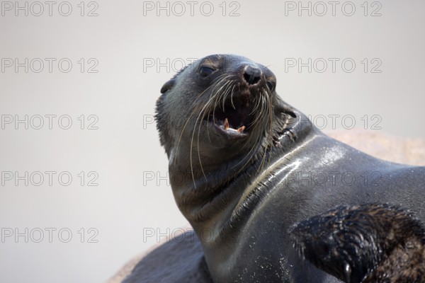 SOUTH AFRICAN FUR SEAL (arctocephalus pusillus), FEMALE REJECTING BABY, CAPE CROSS IN NAMIBIA