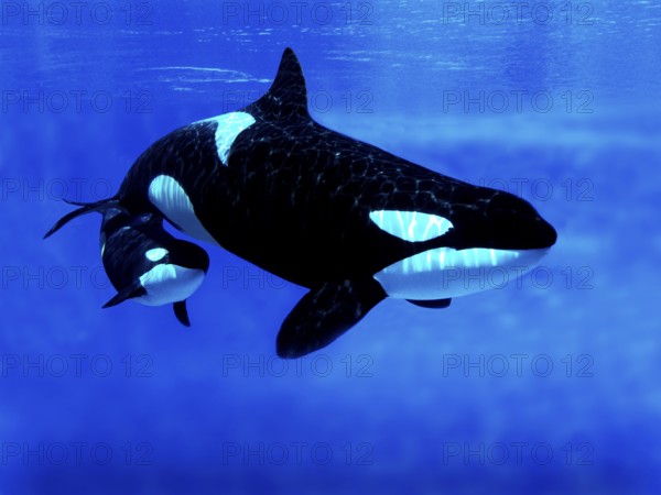 Killer Whale (orcinus orca), Female with Calf