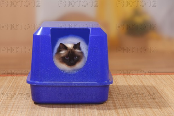 Birman cat, seal-point, on litter tray, Holy Birman, litter tray, detachable