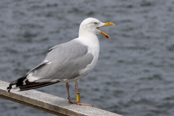 European herring gull (Larus argentatus) standing on the railing, Büsum, North Friesland,