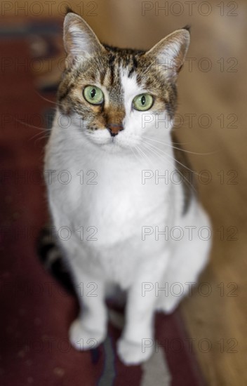 Cat with green eyes indoors