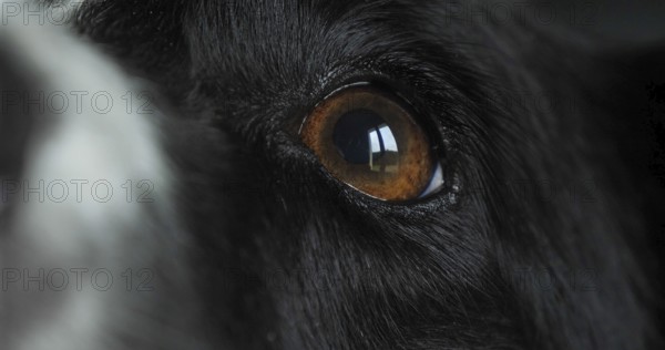 Border Collie Dog, Portrait of male, Close up of Nose and Eye