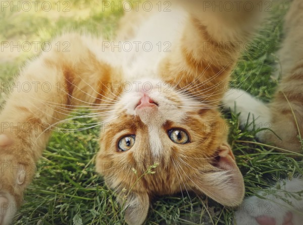 Playful orange kitten lying upside down on the green grass. Little ginger cat cute scene outdoors