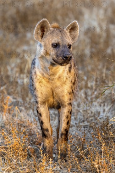 Spotted hyena (Crocuta crocuta), in the golden morning light, Nsefu Sector, South Luangwa, Zambia,