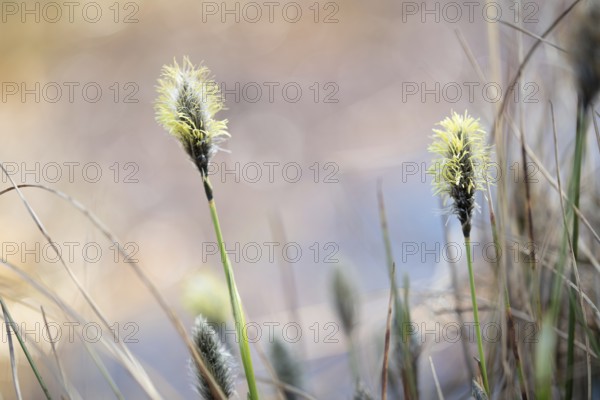 Hare's-tail cottongrass (Eriophorum vaginatum), flowers in a great light atmosphere in the moor,