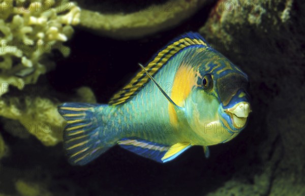 PARROT FISH (scarus) sordidus